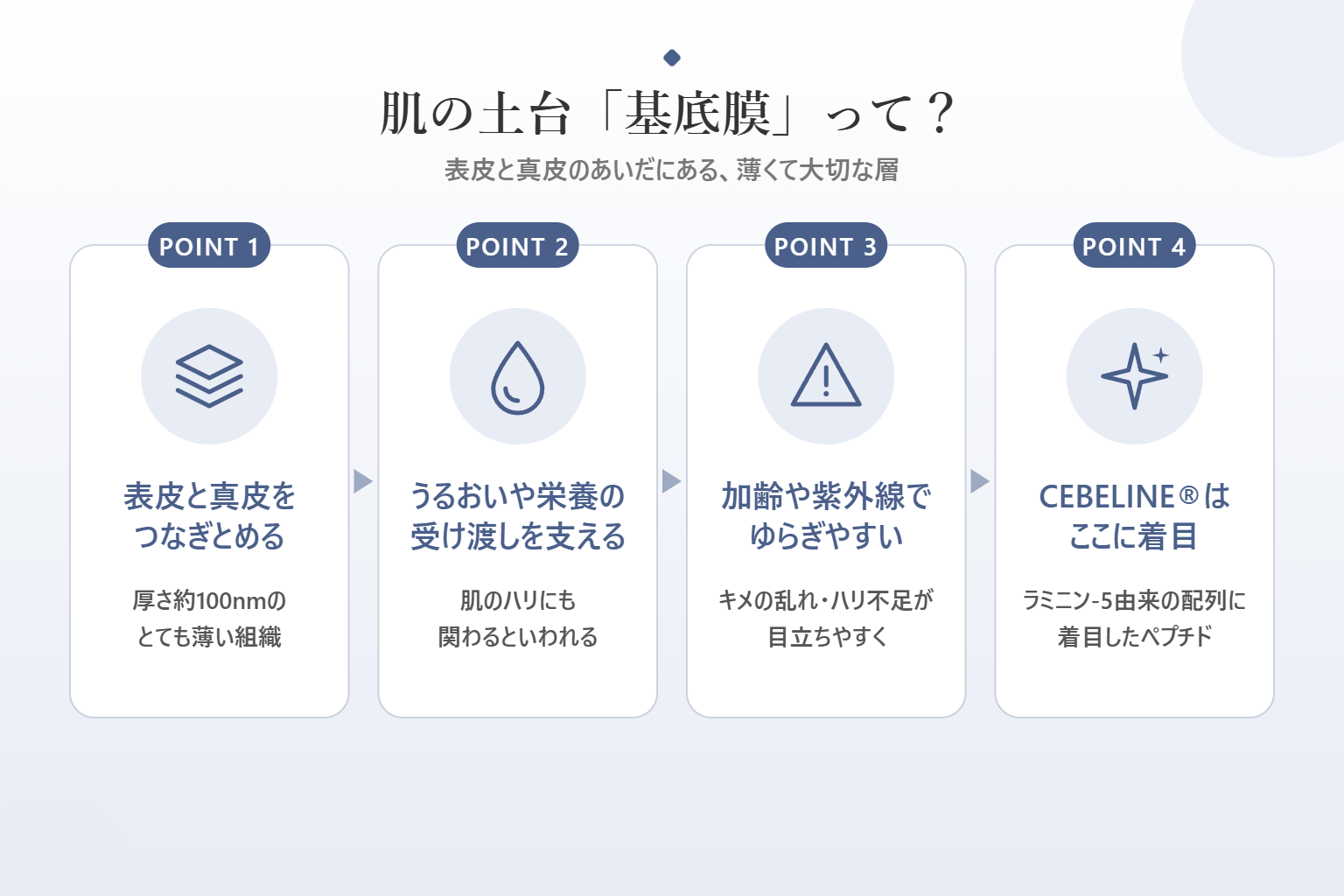肌の土台「基底膜」についての説明図